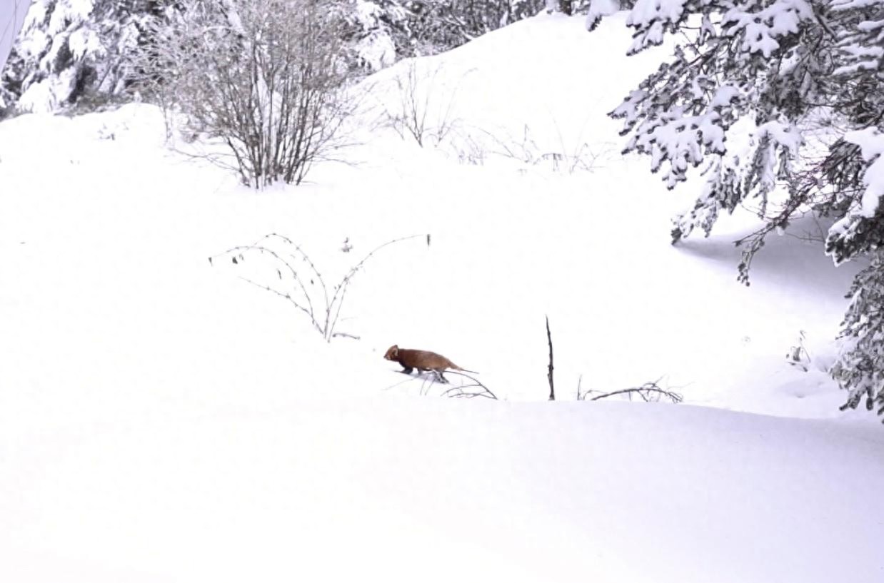 游客在西岭雪山偶遇野生小熊猫引发网友关注!景区:将持续关注