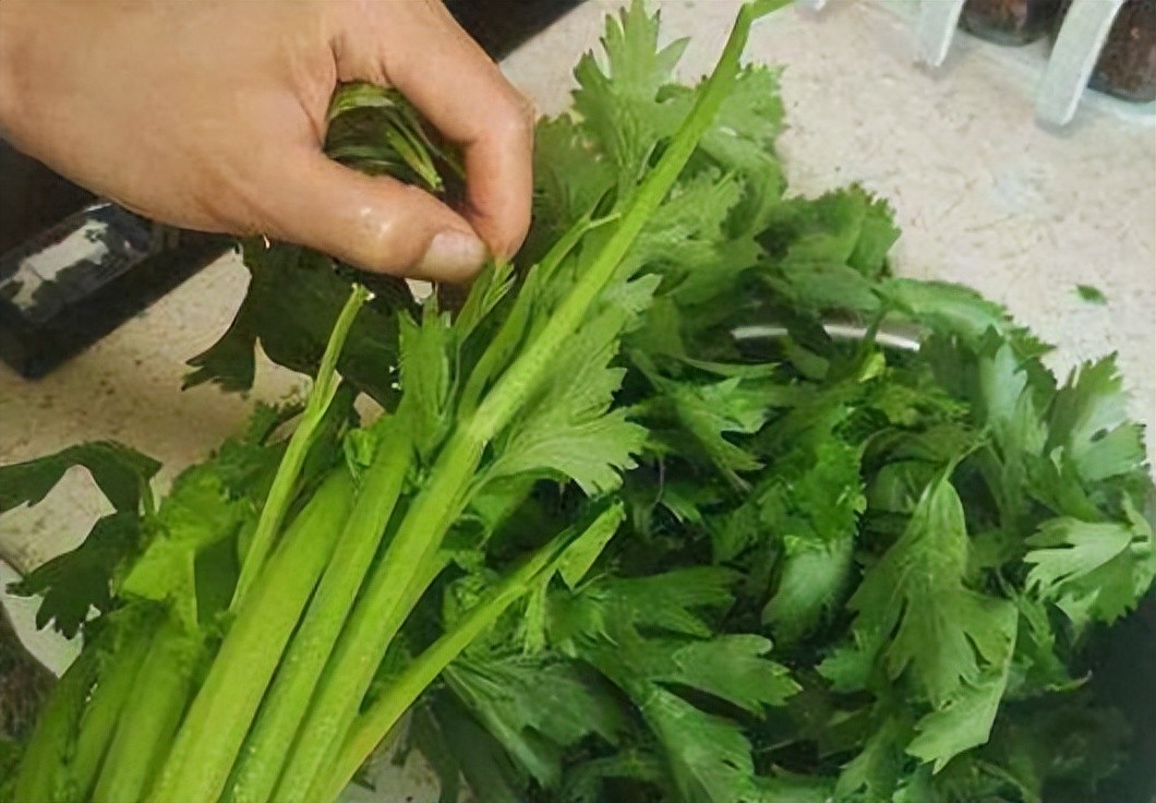 吃芹菜为什么不吃叶子?可能很多人还不清楚,看完记得转告家人
