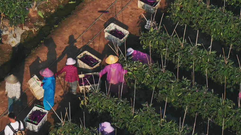 变种菜为点菜——云南孟定蔬菜产业发展观察