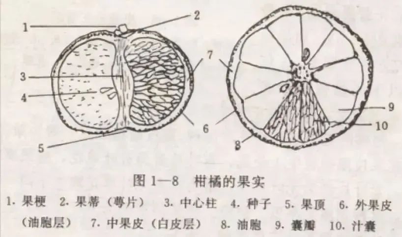 买到的橘子果皮变蓝是发霉了吗?还能吃吗?