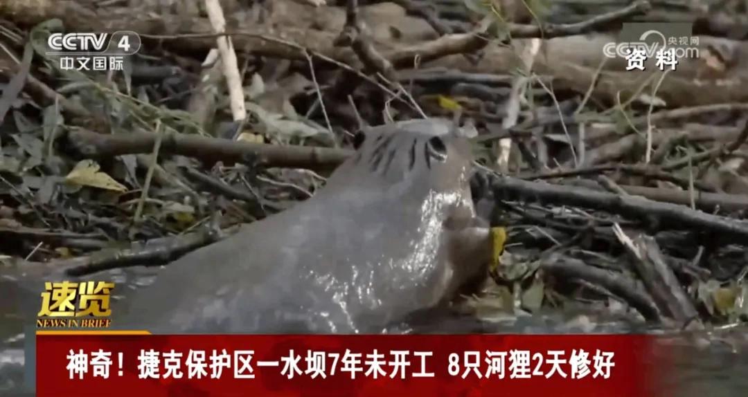 8只河狸2天建好捷克拖了7年的水坝,这河狸吗???今日