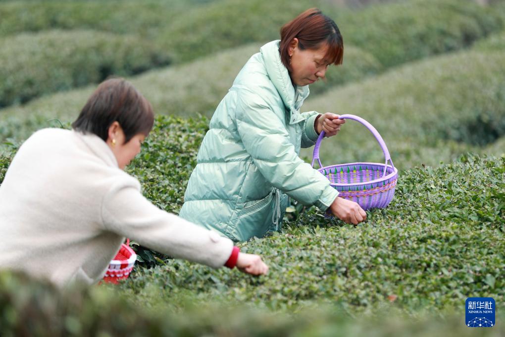 三峡库区:早春茶开采