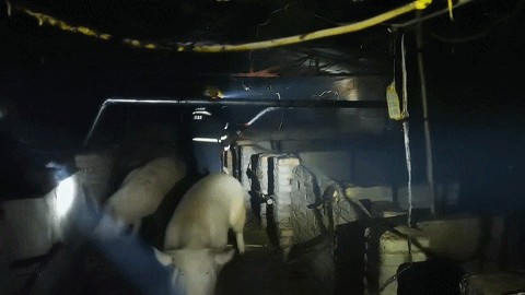 好心办错事!渭南一居民给猪取暖却引发大火