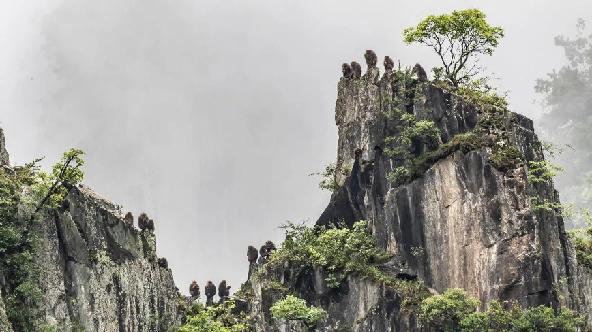 绿色产业的新钱景:激活生态潜能天府森林钱库满起来今日头