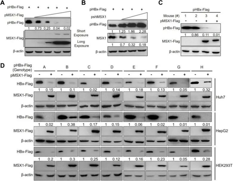 PLoSPathogens|张继明教授团队和谢幼华教授团队揭示MSX1抑制