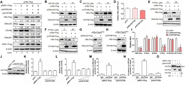 PLoSPathogens|张继明教授团队和谢幼华教授团队揭示MSX1抑制