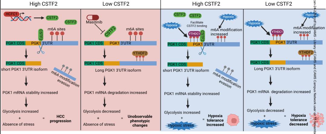CancerRes丨南方科技大学刘利平广州医科大学晏光荣合作研究阐