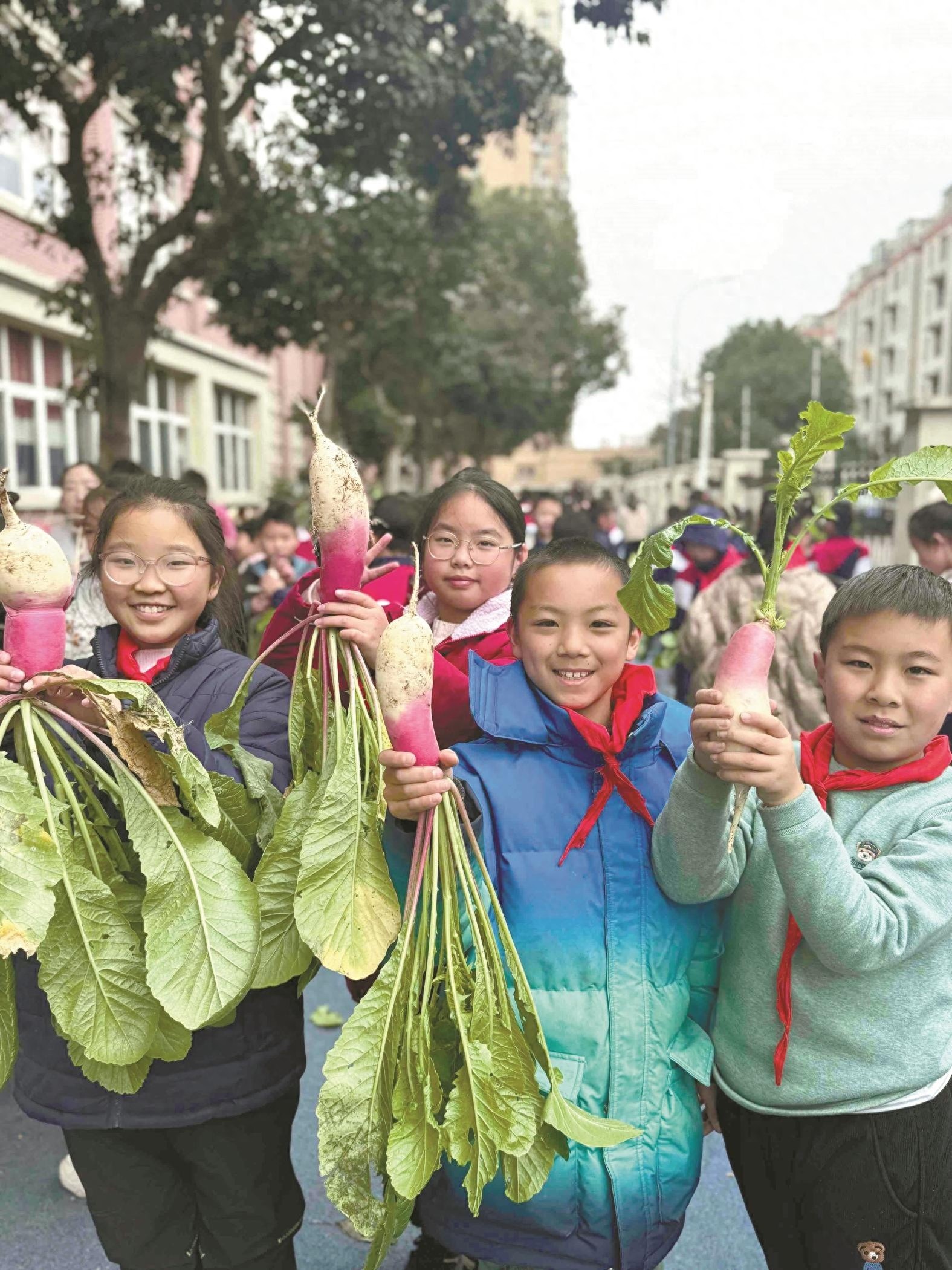 劳动教育玩出新高度,近500人比赛拔萝卜