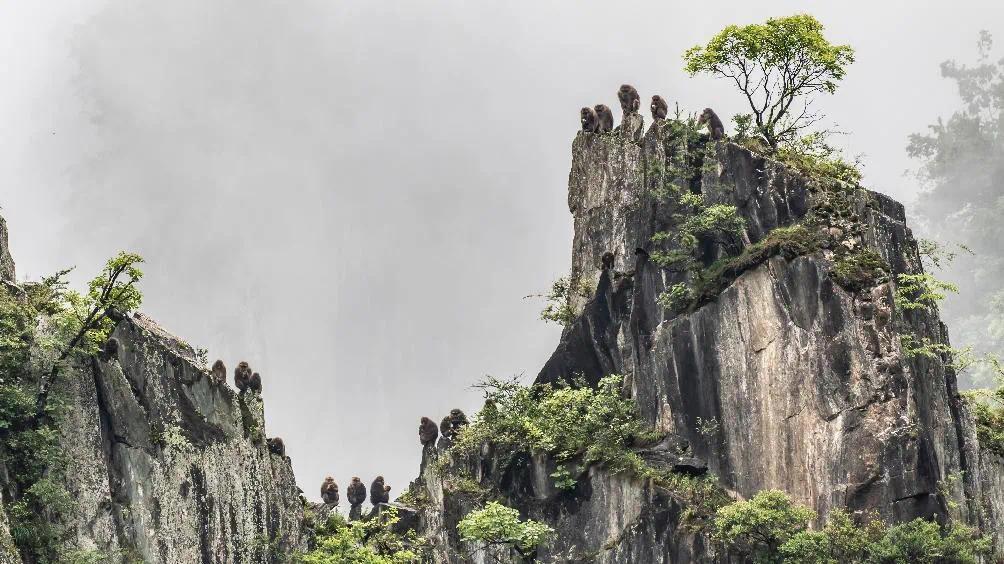 绿色产业的新钱景:激活生态潜能天府森林钱库满起来今日头