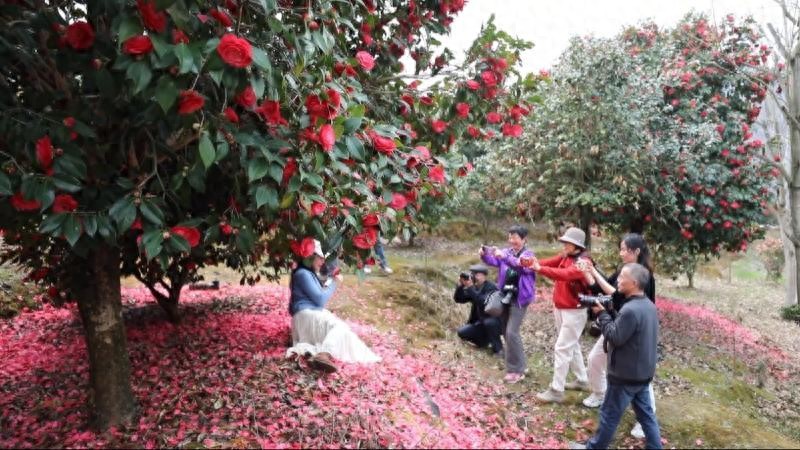 江西九江:武宁山茶花竞相绽放游人踏青赏花纷至沓来今日头
