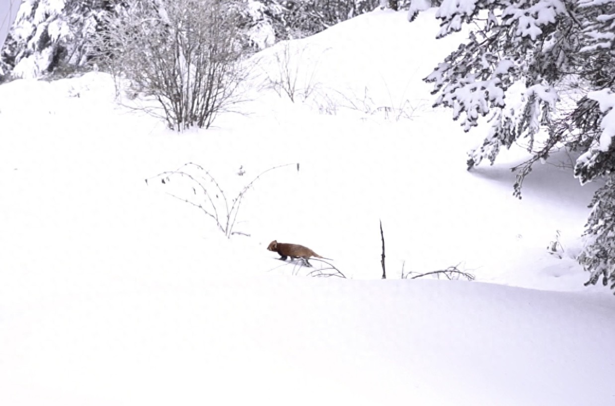 游客在西岭雪山偶遇野生小熊猫引发网友关注！景区：将持续关注