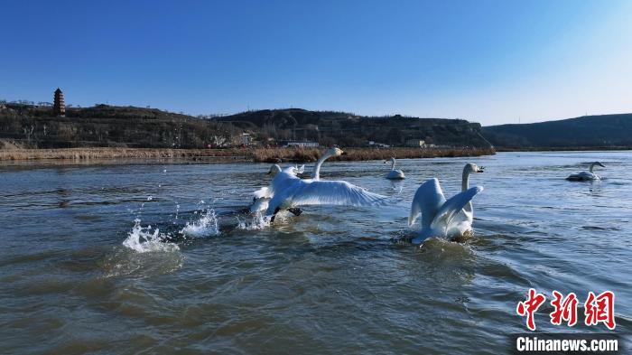 陕西横山:无定河湿地候鸟迎春归