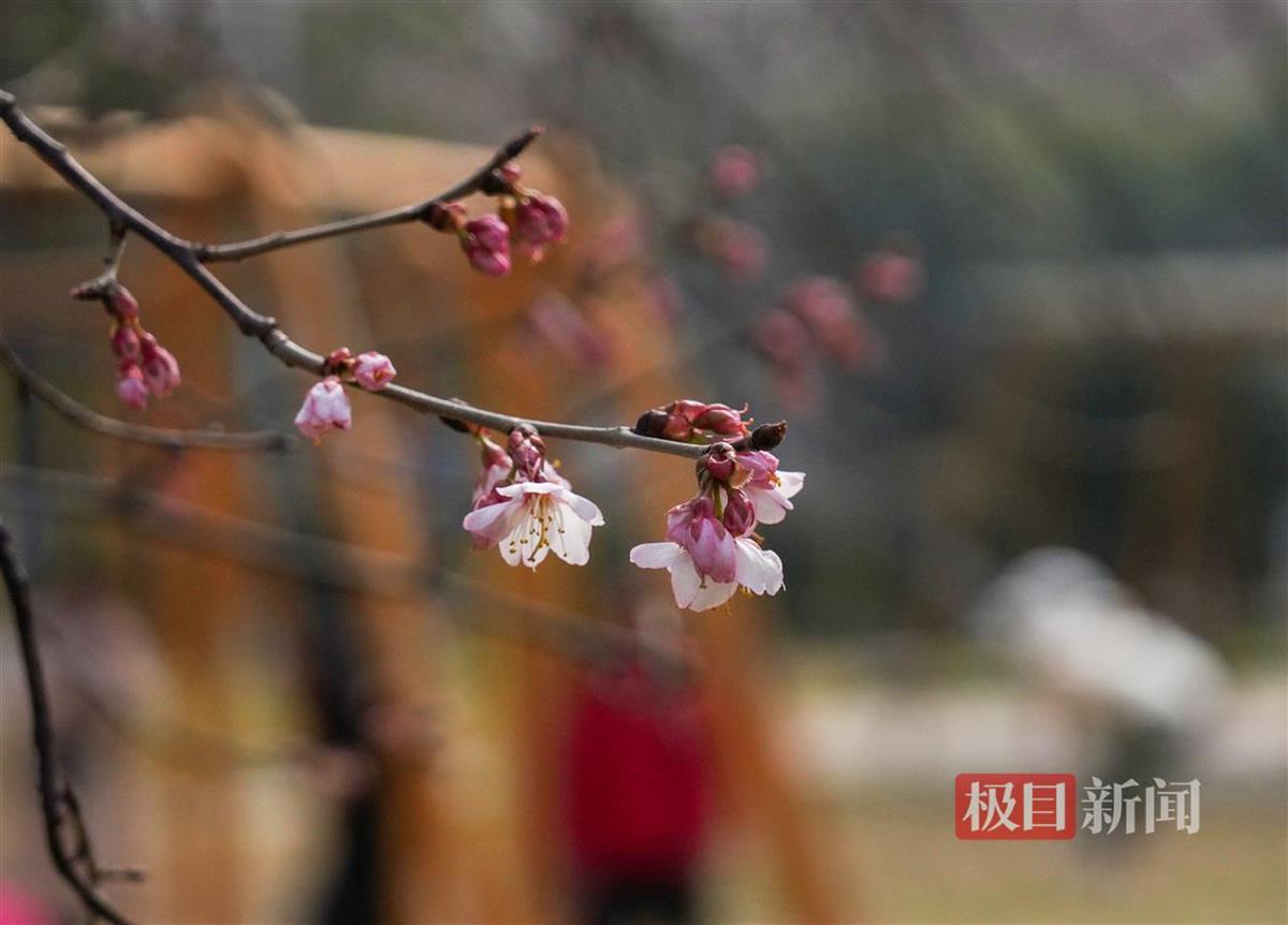 汉口江滩,樱绽春潮