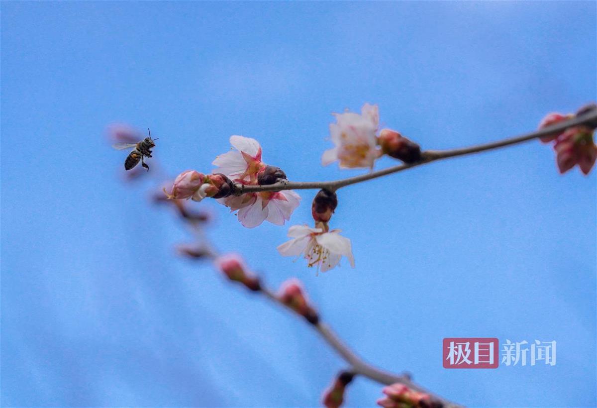 汉口江滩,樱绽春潮