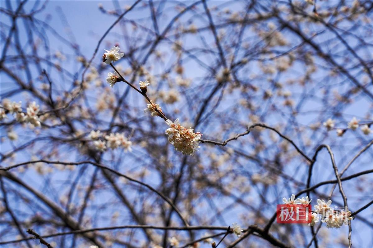 汉口江滩,樱绽春潮
