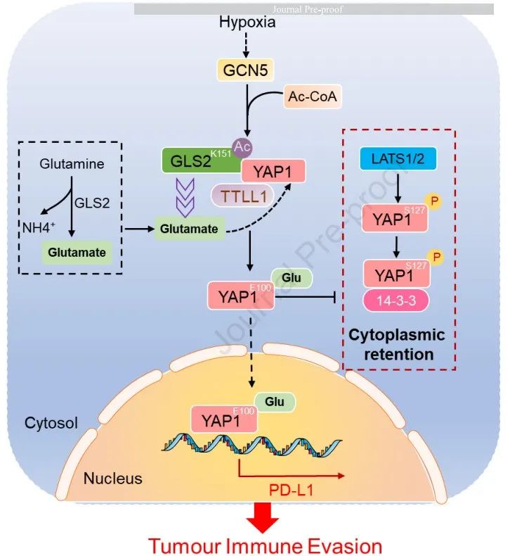 Gastroenterology丨浙江大学丁元王伟林揭示了PDL1上调的一种新