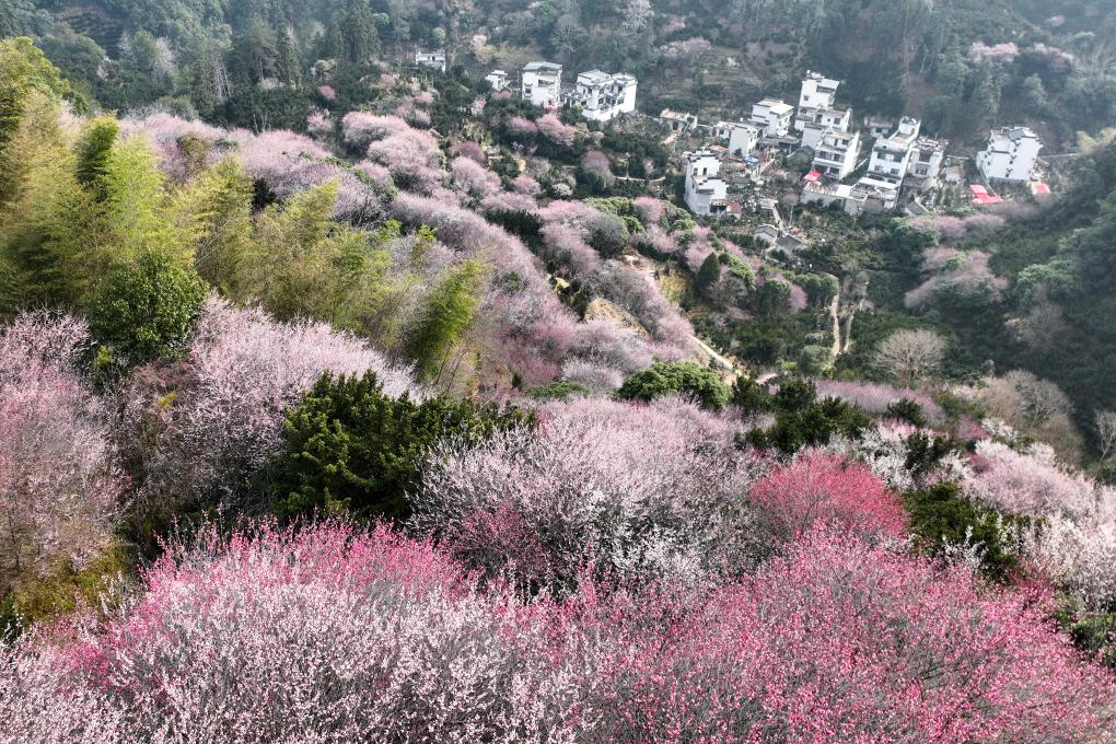 花开春意浓