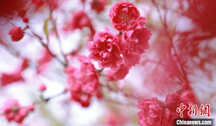 广西贺州:桃花盛开引客来