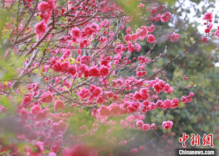 广西贺州:桃花盛开引客来
