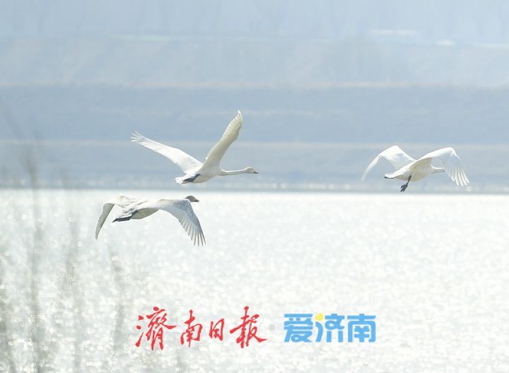 春暖花开时,济南天鹅湖上演春日圆舞曲