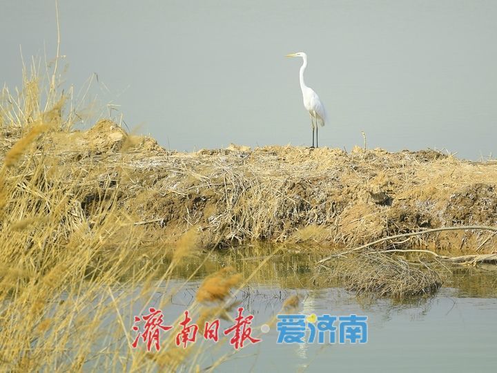 春暖花开时,济南天鹅湖上演春日圆舞曲
