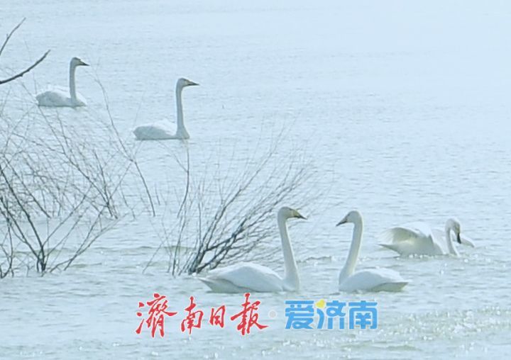 春暖花开时,济南天鹅湖上演春日圆舞曲