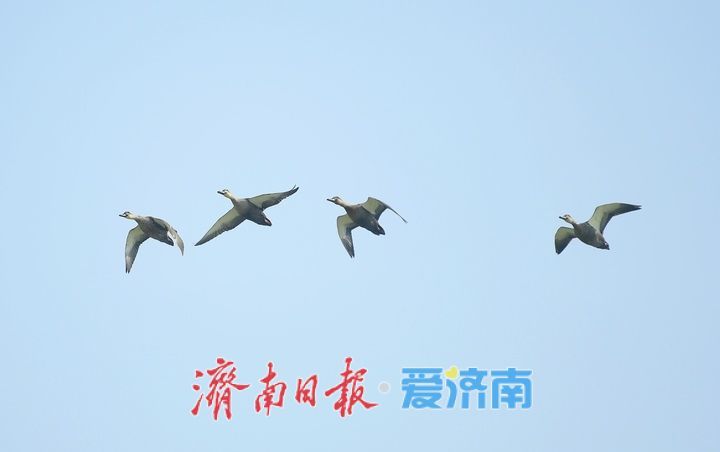 春暖花开时,济南天鹅湖上演春日圆舞曲