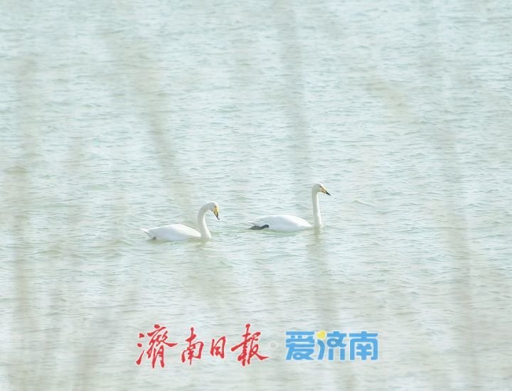 春暖花开时,济南天鹅湖上演春日圆舞曲