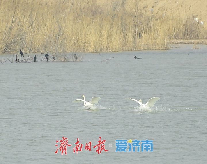 春暖花开时,济南天鹅湖上演春日圆舞曲