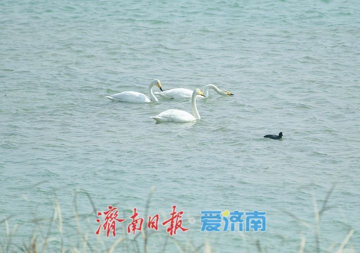 春暖花开时,济南天鹅湖上演春日圆舞曲