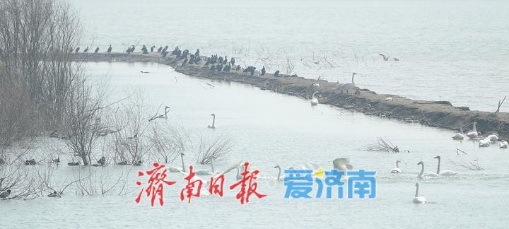 春暖花开时,济南天鹅湖上演春日圆舞曲