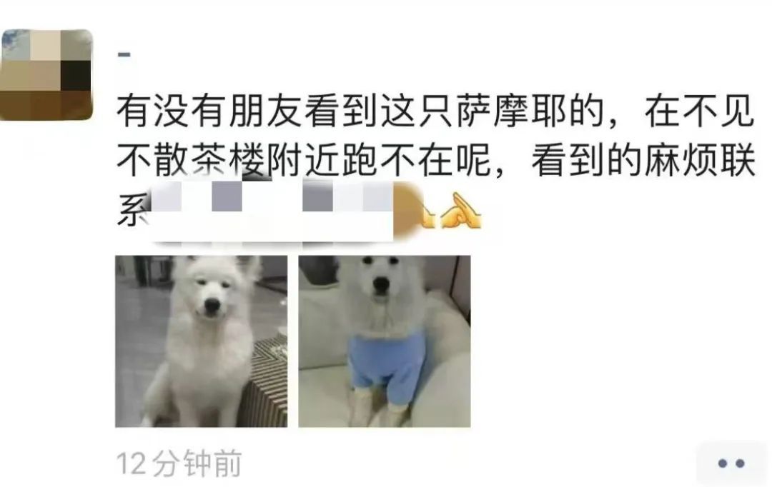 汪星人走丢后竟主动找骑警求救!
