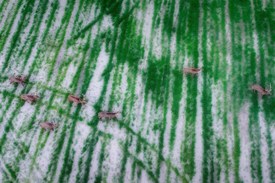 荆州出现神秘鹿群快来猜猜TA是谁?